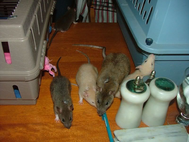 Rats from Pet Stores Rat Forum